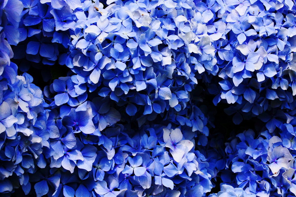 紫陽花