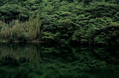 緑水