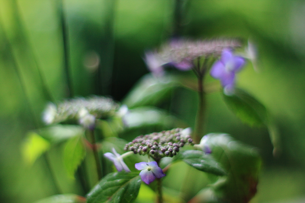 初夏の頃 ~IN EARLY SUMMER~