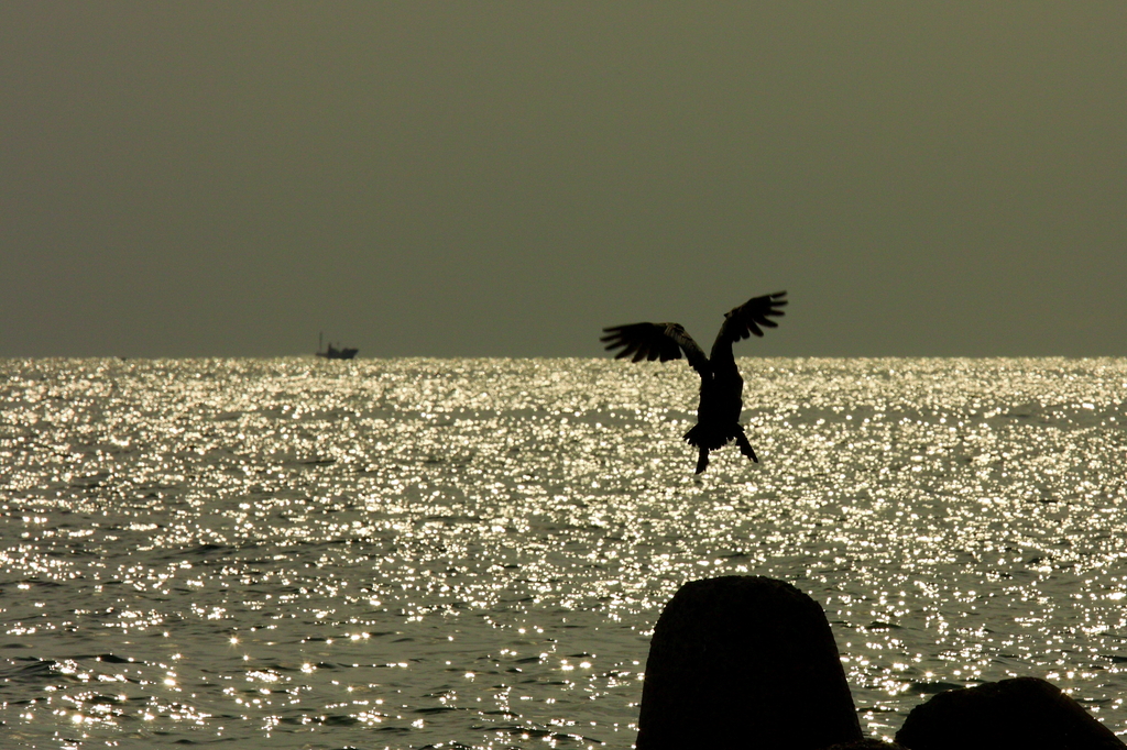 JUMPandDIVE