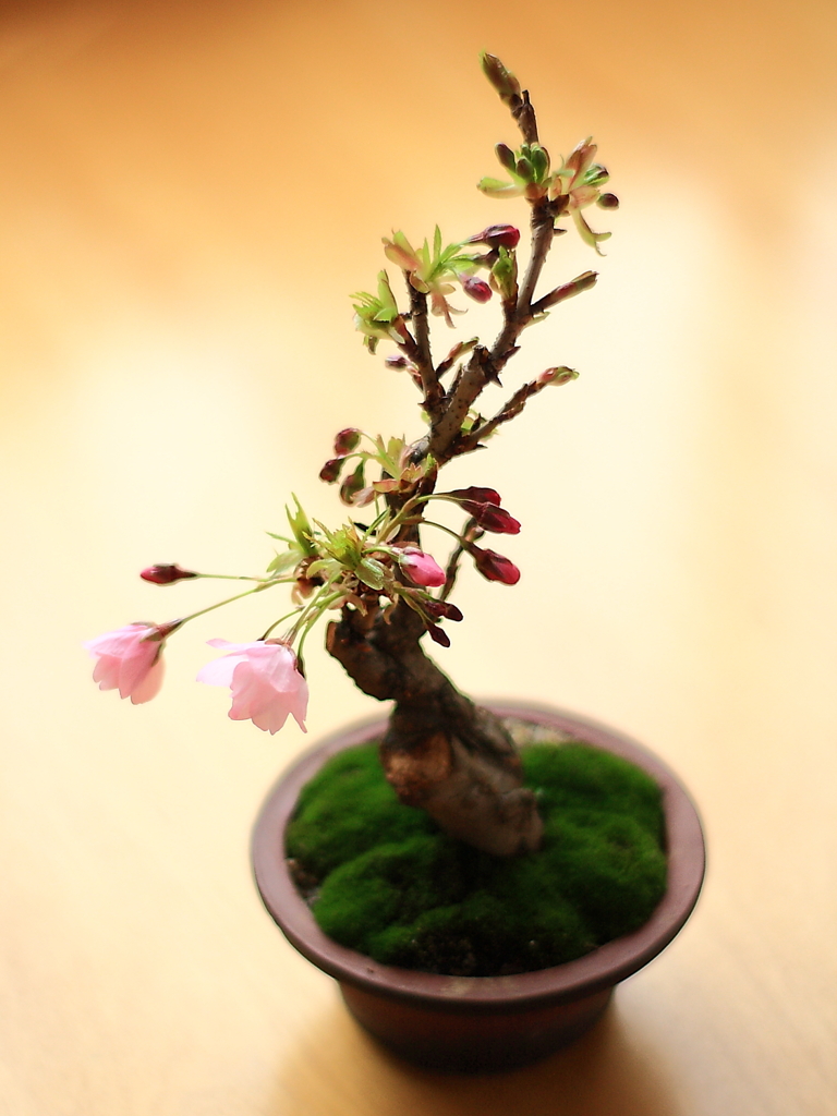 SAKURA✿咲く