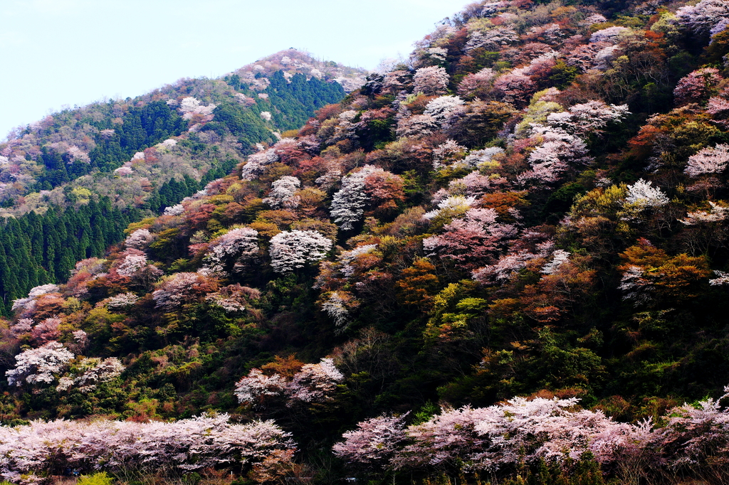 山中の春