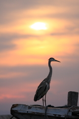 夕日と鷺