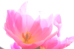 tulip