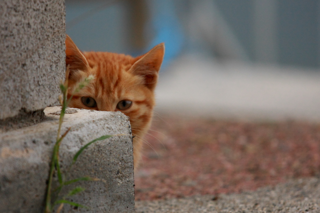 家政猫は、見た。