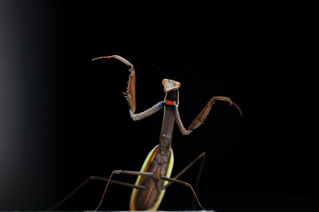 カマキリ拳法