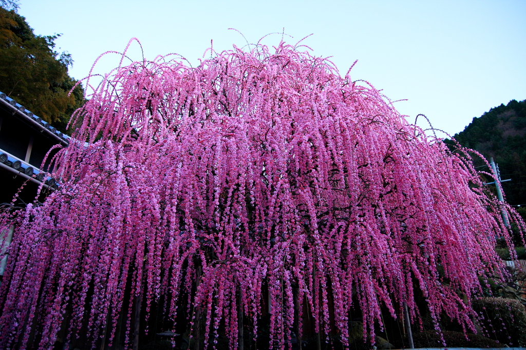 pink shower