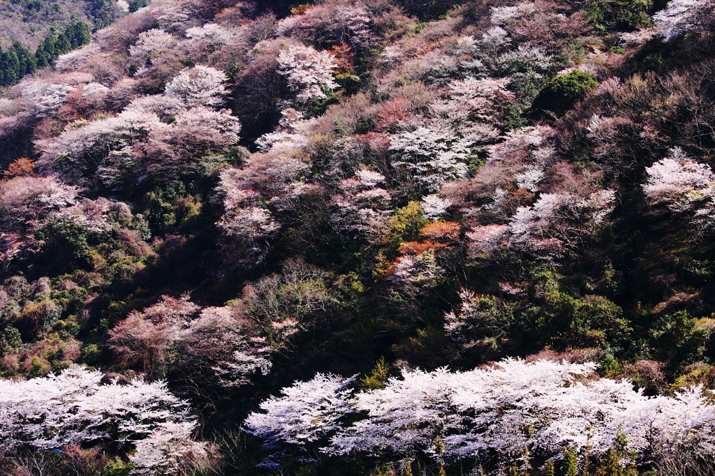 桜化粧