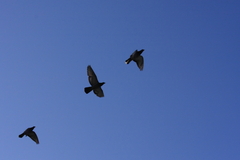 青空へ・・・・