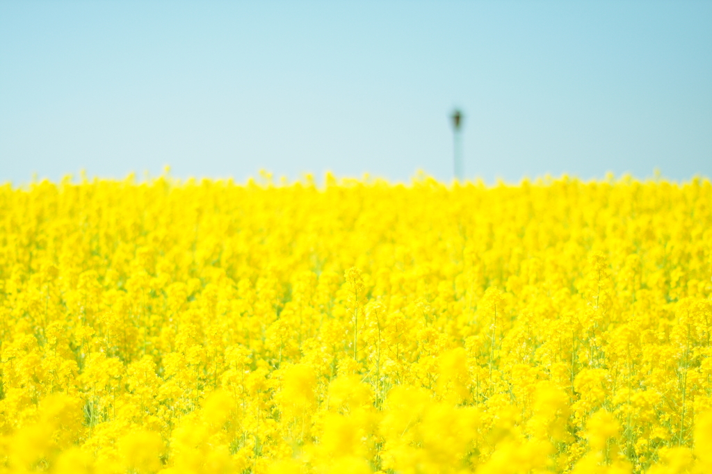 rape blossoms