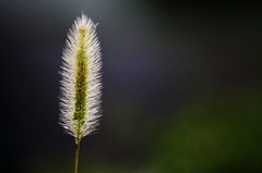 どこから飛んできたの！