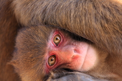 Monkey Fase