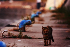 漁港に住む猫