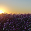 コスモスに沈む夕陽