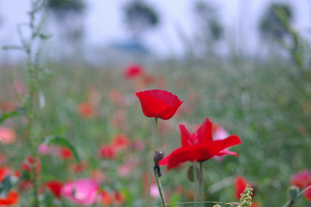 ポピー畑で．．．