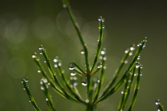 プチプチの木．．．