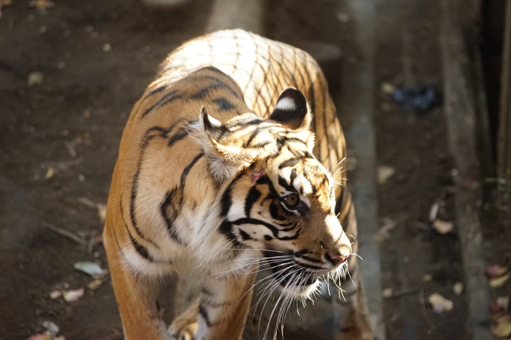 tiger