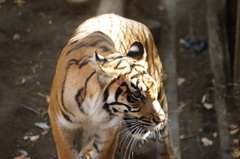 tiger