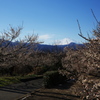 曽我　中河原の梅林と富士