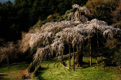 入生田の枝垂桜