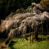 入生田の枝垂桜