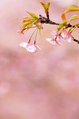 雨上がりの桜