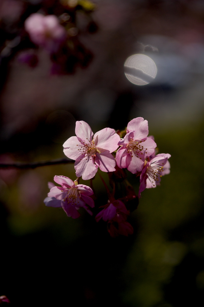 河津桜