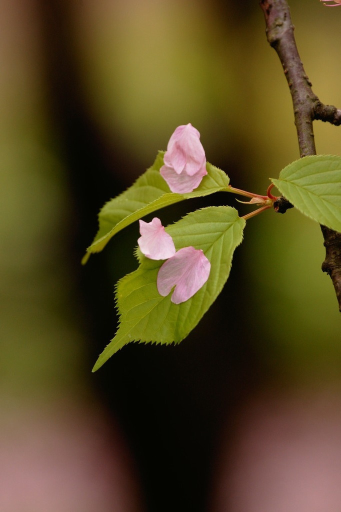 葉桜