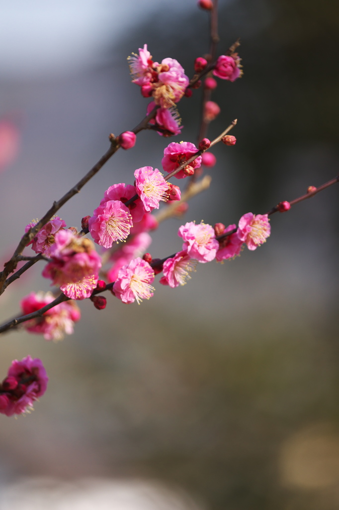 春の香り