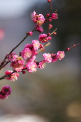 春の香り