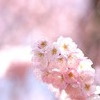 春めき