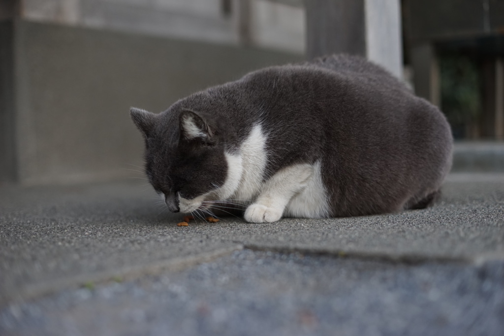 もぐもぐ