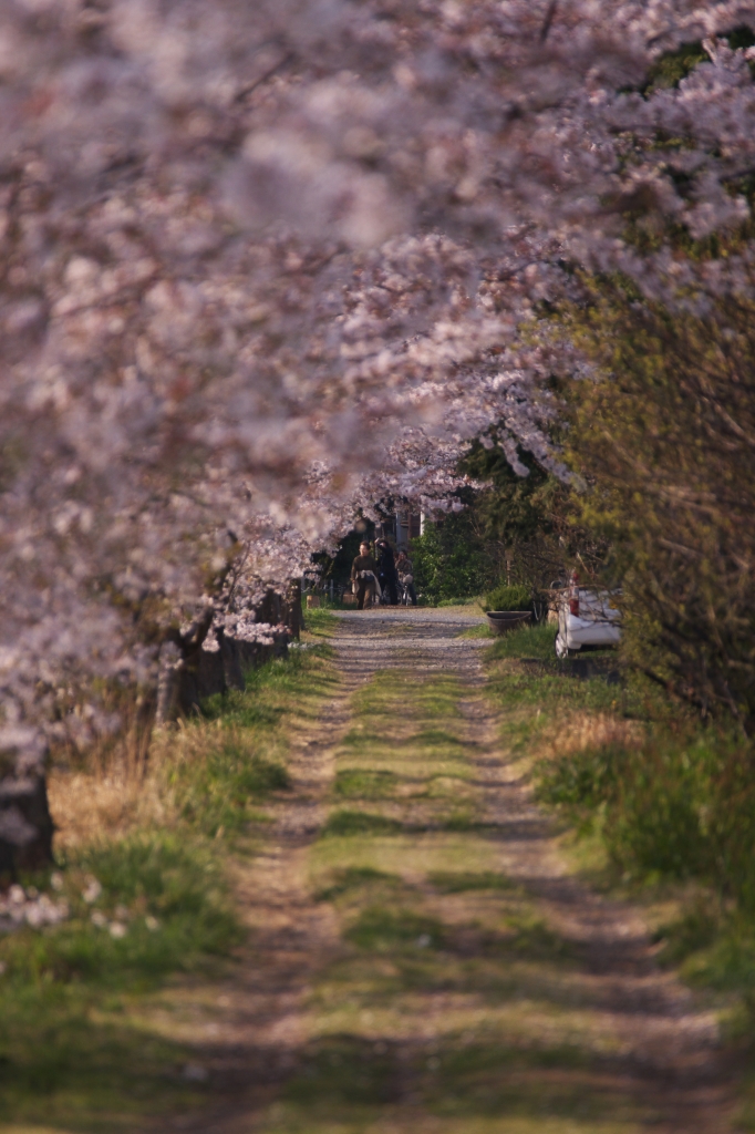 近所の桜並木