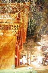 夜桜見物
