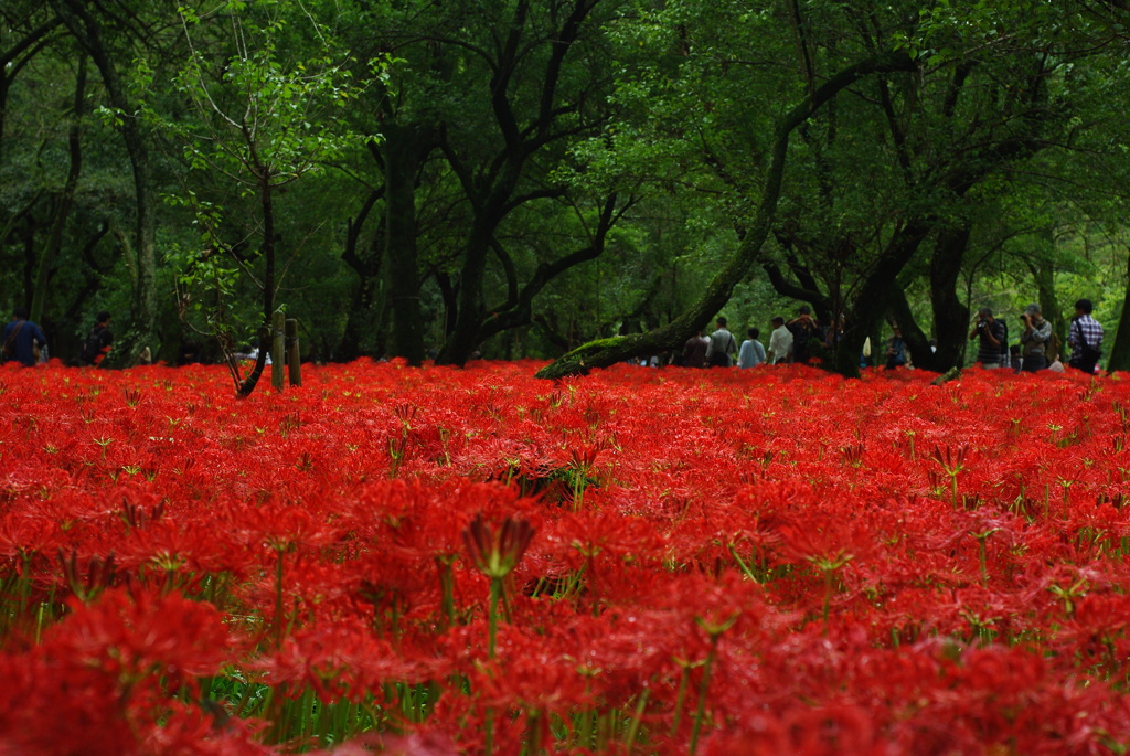 巾着田　曼珠沙華（彼岸花）