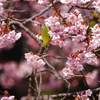 寒桜とメジロ 4