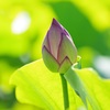 まだ蕾