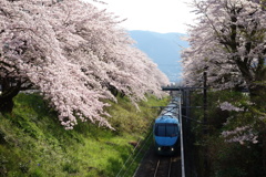 山北　桜並木と特急列車あさぎり　②