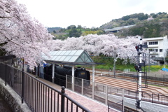 山北　桜並木とSL列車