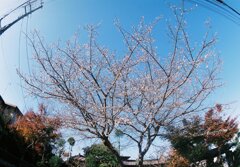冬の桜(?)