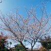 冬の桜(?)