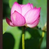 蓮の花