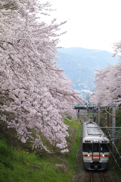 山北　桜並木と列車　①