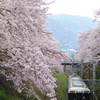 山北　桜並木と列車　①