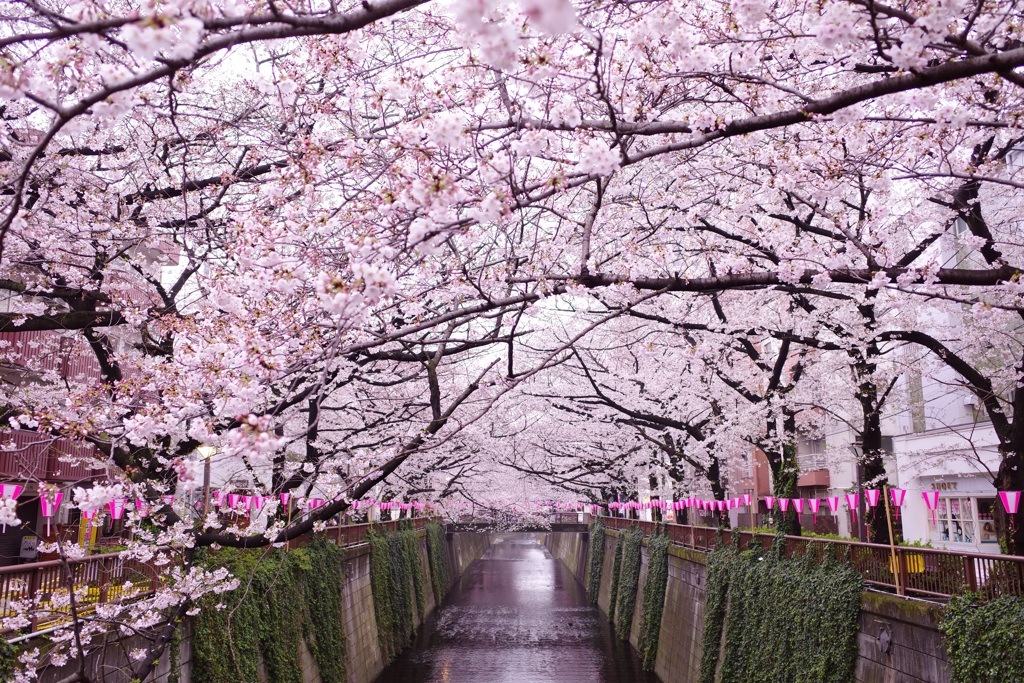 目黒川の桜 その1