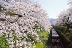 JR御殿場線  列車と桜並木
