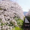 JR御殿場線  列車と桜並木