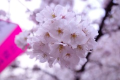 目黒川の桜  その3