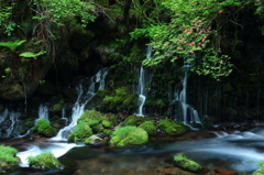 秋田県にかほ市　元滝伏流水と山ツツジ　④
