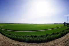 真夏の田園風景